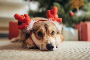 Jak zvládnout svátky se psem bez stresu: Vánoce a Silvestr v klidu  🐶🎄