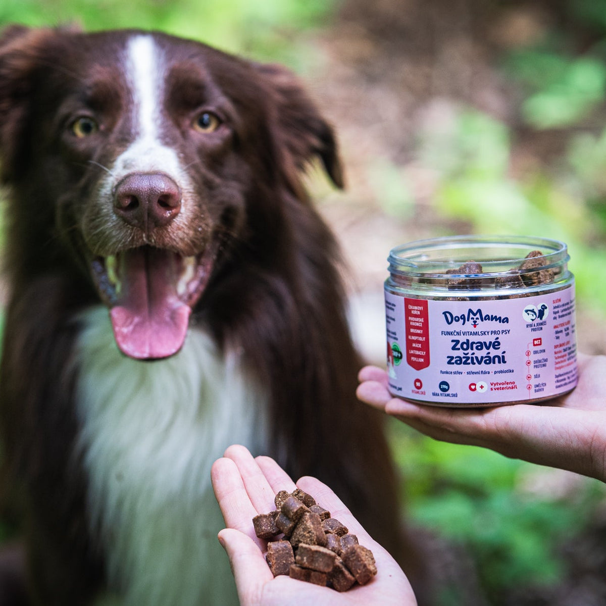 Zdrowe trawienie + Probiotyki