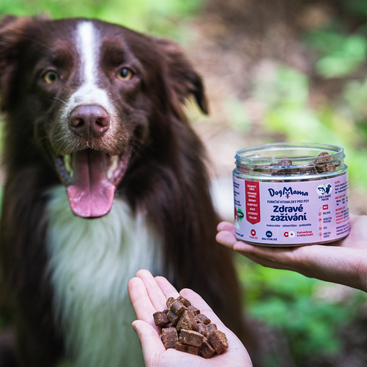 Zdrowe trawienie + Probiotyki