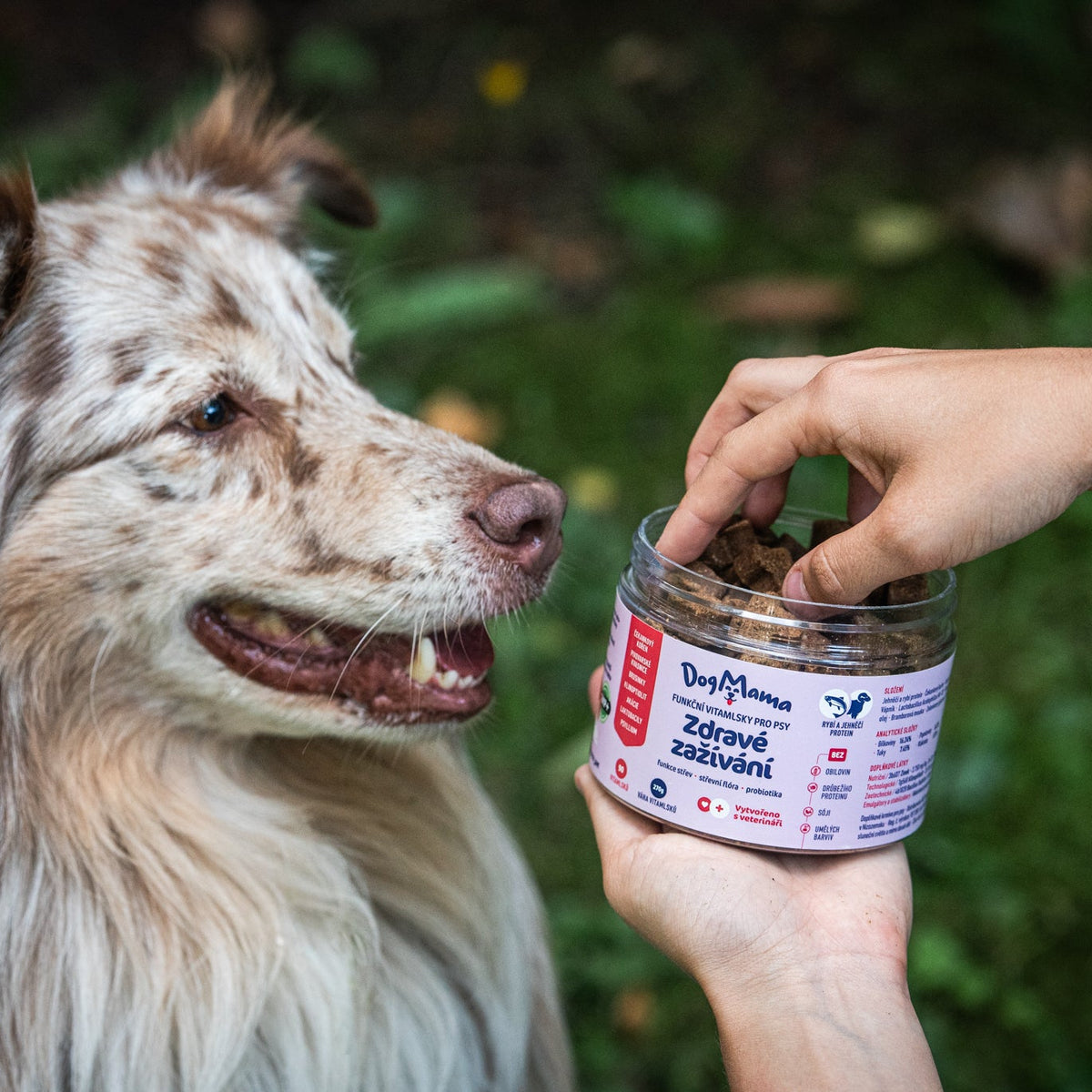 Zdrowe trawienie + Probiotyki