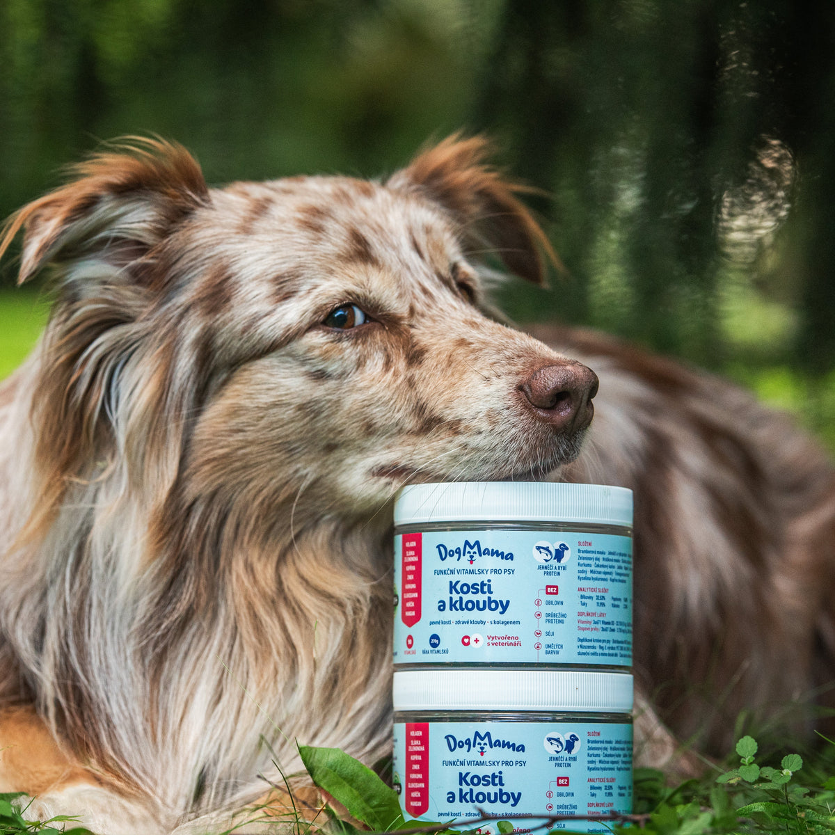 Stawy & Kości + Kolagen